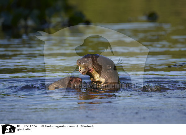 Riesenotter / giant otter / JR-01774