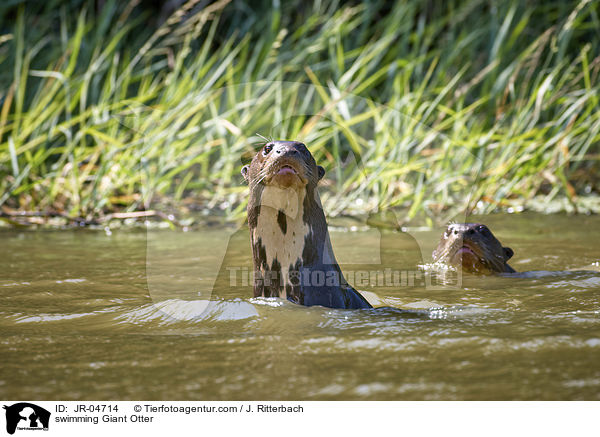 schwimmende Riesenotter / swimming Giant Otter / JR-04714