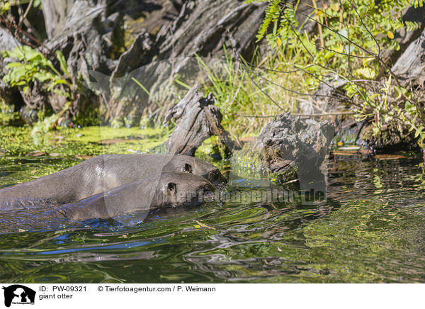giant otter / PW-09321