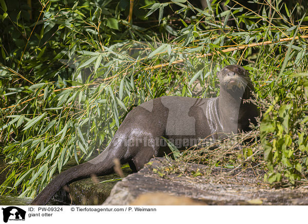giant otter / PW-09324