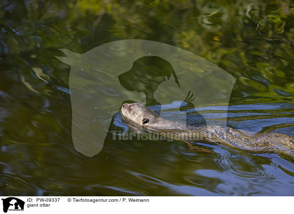 Riesenotter / giant otter / PW-09337