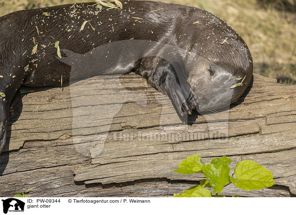 Riesenotter / giant otter / PW-09344