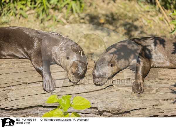 Riesenotter / giant otter / PW-09348