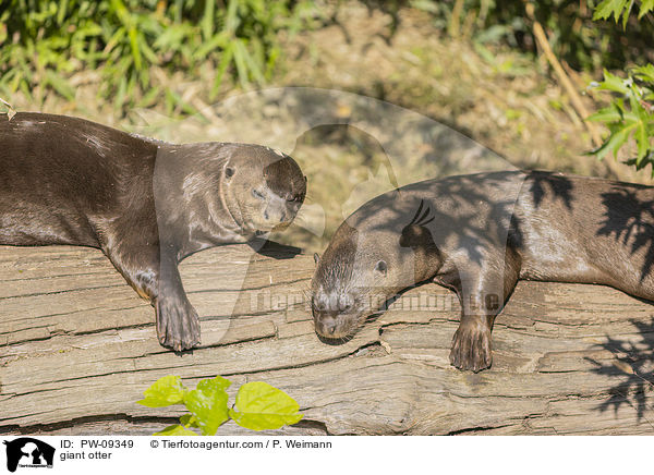 Riesenotter / giant otter / PW-09349