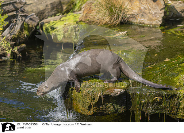 Riesenotter / giant otter / PW-09356