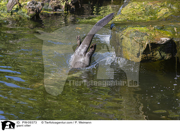 Riesenotter / giant otter / PW-09373