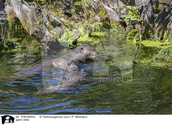 Riesenotter / giant otter / PW-09402