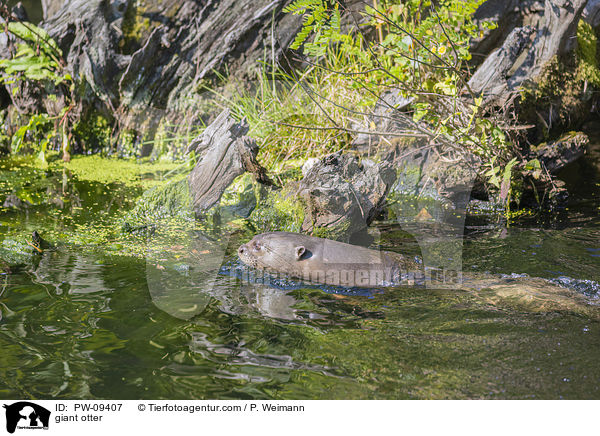 giant otter / PW-09407