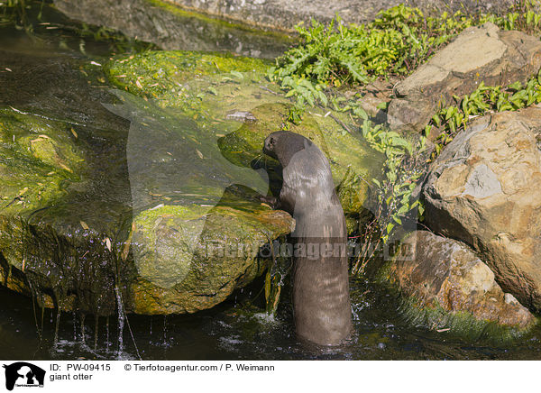 giant otter / PW-09415