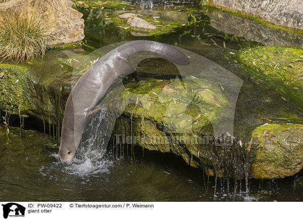 Riesenotter / giant otter / PW-09422