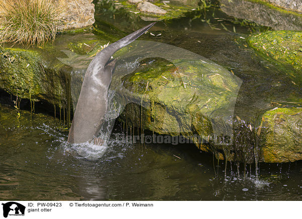 Riesenotter / giant otter / PW-09423