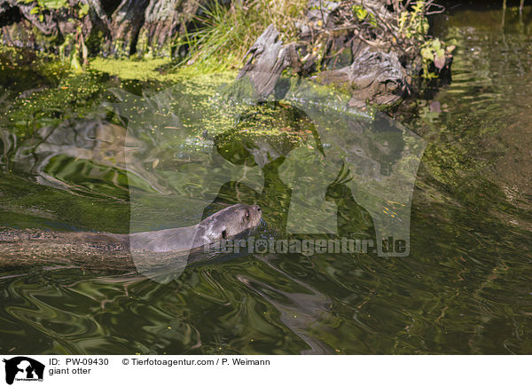 Riesenotter / giant otter / PW-09430