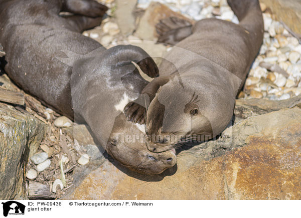 Riesenotter / giant otter / PW-09436