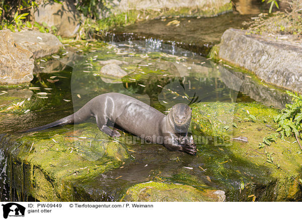 Riesenotter / giant otter / PW-09449