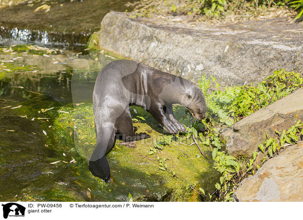giant otter / PW-09456