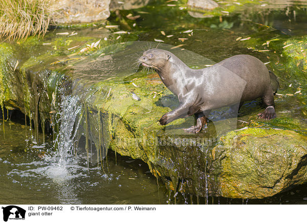 Riesenotter / giant otter / PW-09462