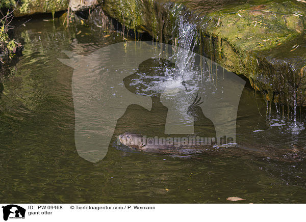 Riesenotter / giant otter / PW-09468