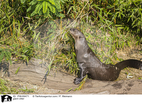 giant otter / PW-09471