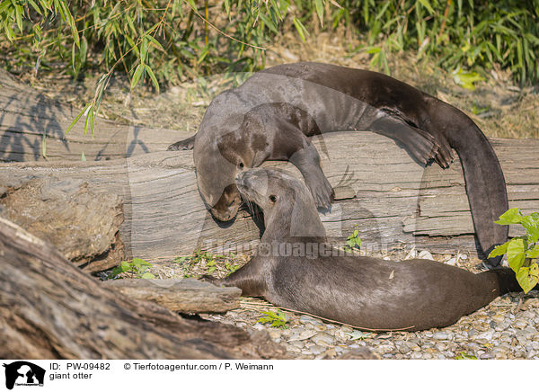 Riesenotter / giant otter / PW-09482