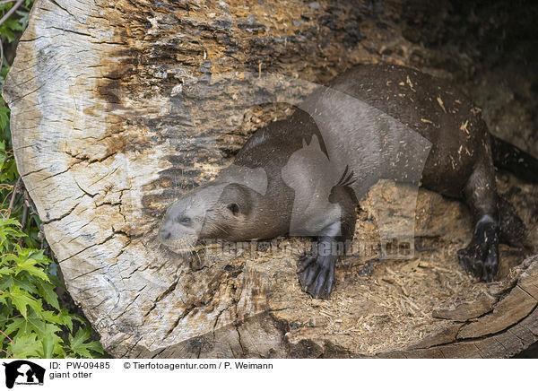 Riesenotter / giant otter / PW-09485