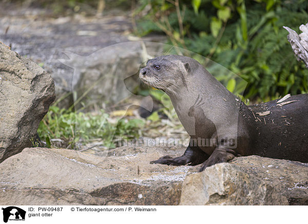 Riesenotter / giant otter / PW-09487