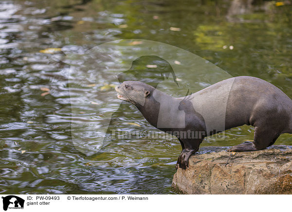 Riesenotter / giant otter / PW-09493
