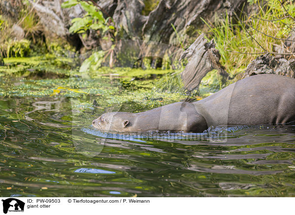 Riesenotter / giant otter / PW-09503