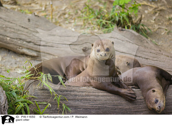 Riesenotter / giant otter / PW-11650