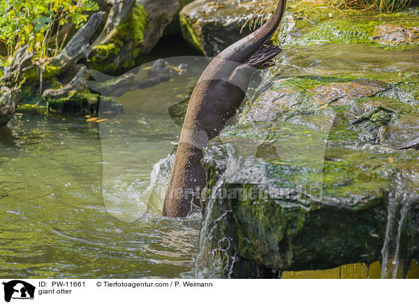 Riesenotter / giant otter / PW-11661