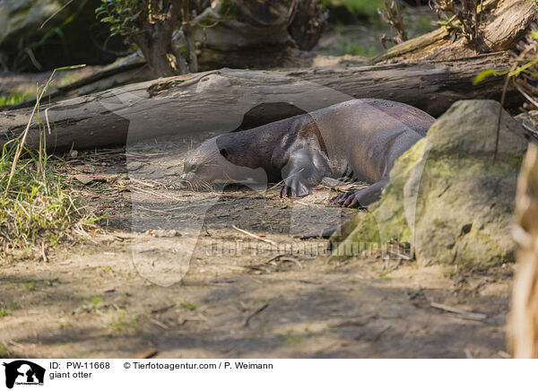 giant otter / PW-11668