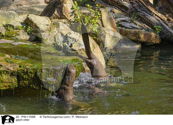 giant otter / PW-11686