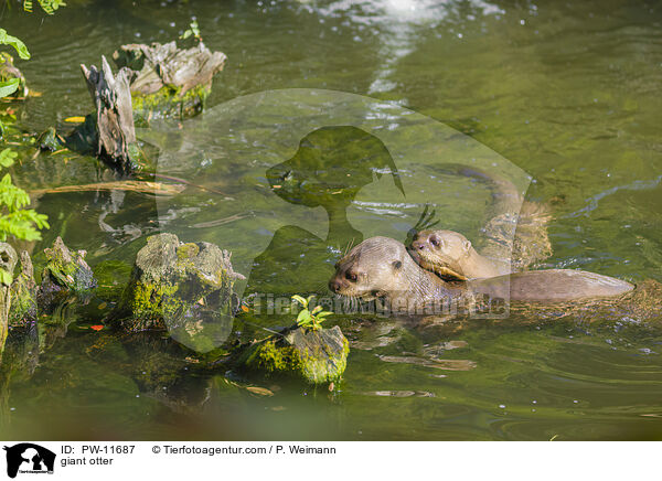 Riesenotter / giant otter / PW-11687