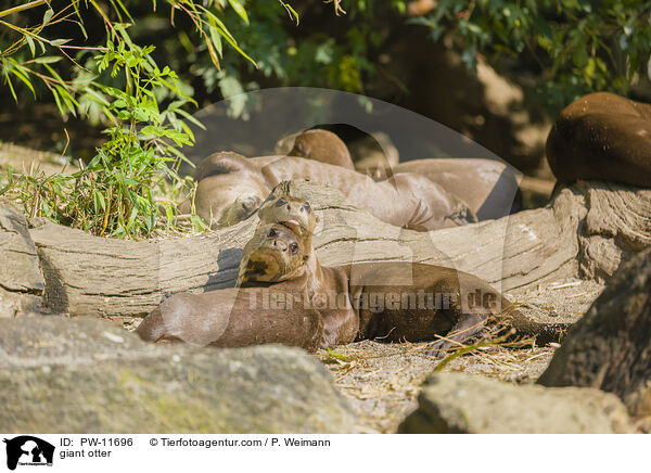 giant otter / PW-11696