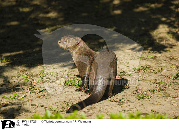 giant otter / PW-11726