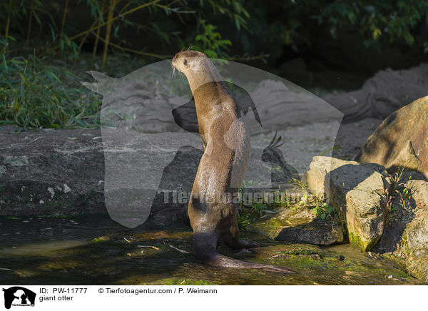 giant otter / PW-11777