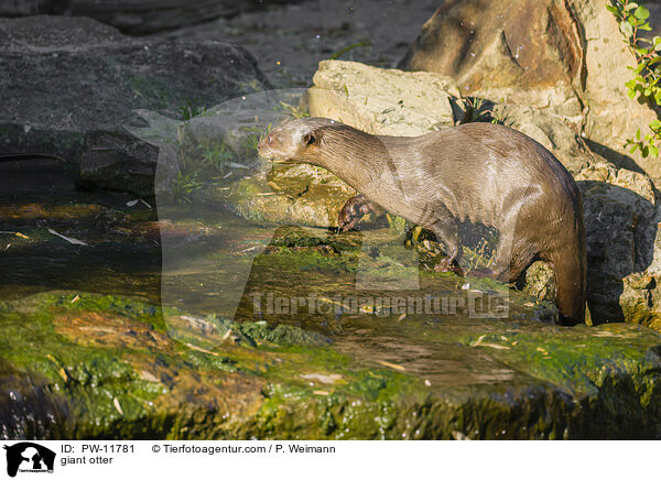 giant otter / PW-11781