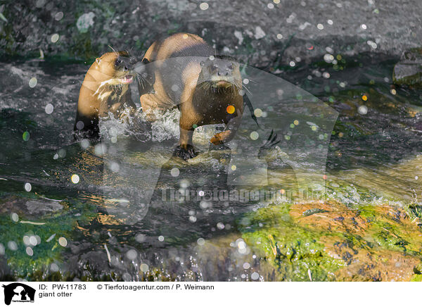 giant otter / PW-11783