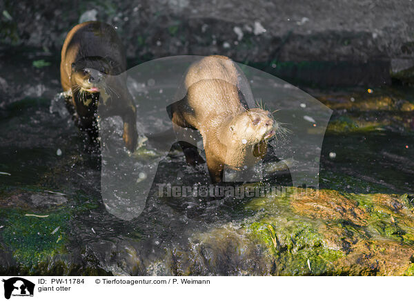 giant otter / PW-11784