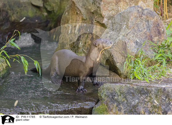 Riesenotter / giant otter / PW-11785