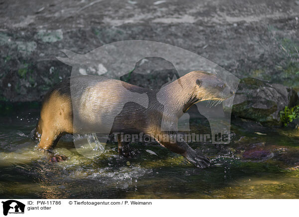 giant otter / PW-11786