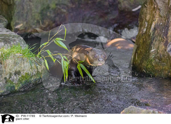 giant otter / PW-11789