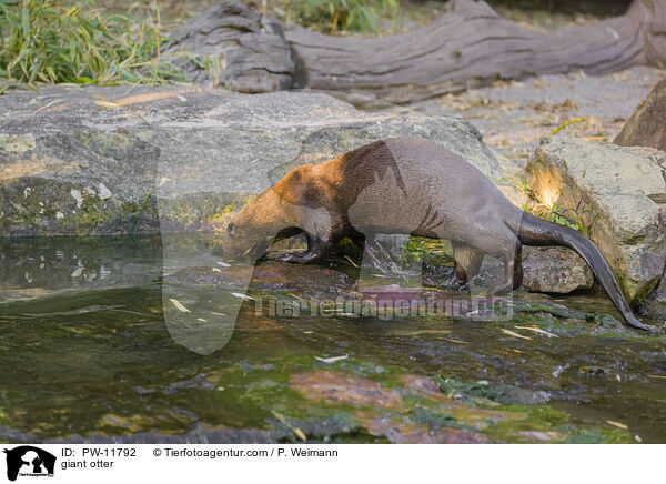 Riesenotter / giant otter / PW-11792