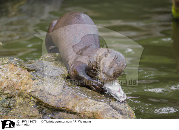 Riesenotter / giant otter / PW-13676