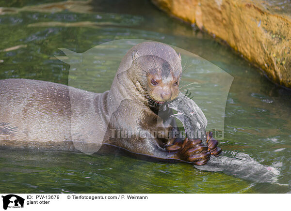 Riesenotter / giant otter / PW-13679