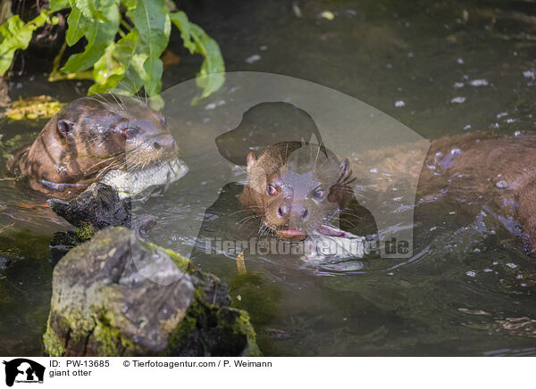 Riesenotter / giant otter / PW-13685