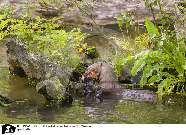 Riesenotter / giant otter / PW-13686