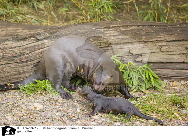 Riesenotter / giant otter / PW-13712