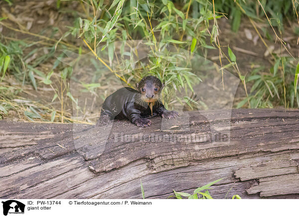 Riesenotter / giant otter / PW-13744