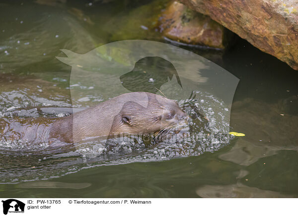 Riesenotter / giant otter / PW-13765