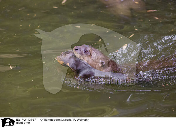Riesenotter / giant otter / PW-13767